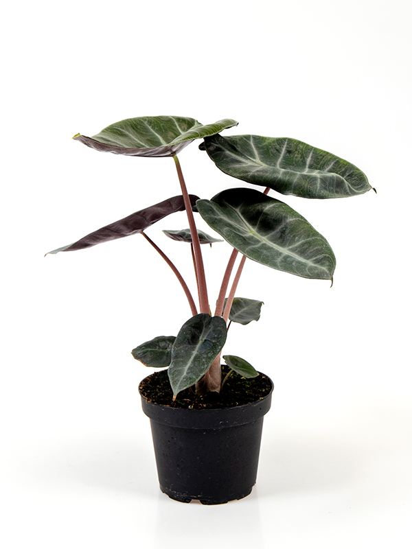    <center><b>Alocasia Pink Dragon</b></center>