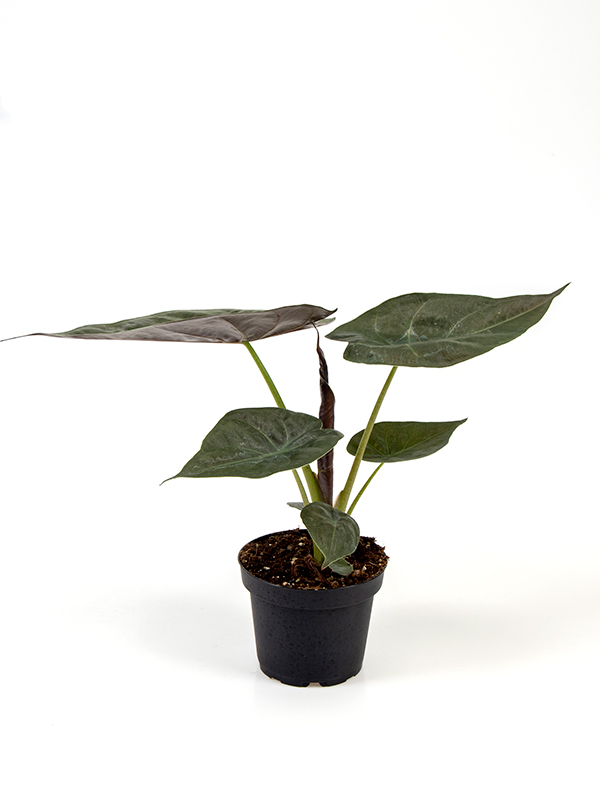    <center><b>Alocasia Wentii</b></center>