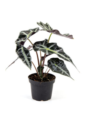 <center><b>Alocasia x amazonica</b></center>