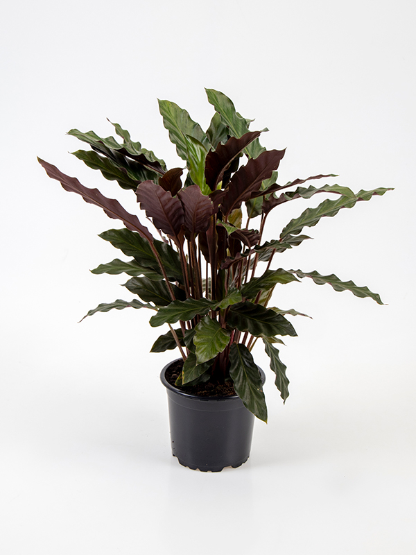 <center>Calathea rufibarba<center/>