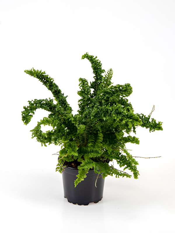 <center>Nephrolepis ex. 'Emina'</center>