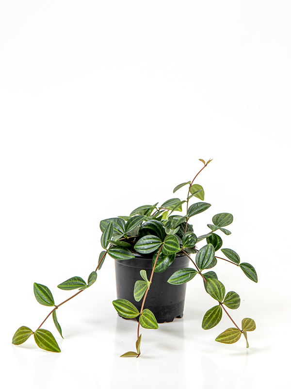 <center>Peperomia angulata 'Suro'</center>