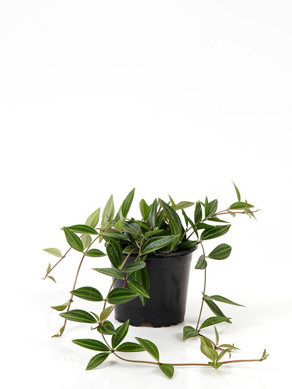 <center>Peperomia angulata 'Verde'</center>