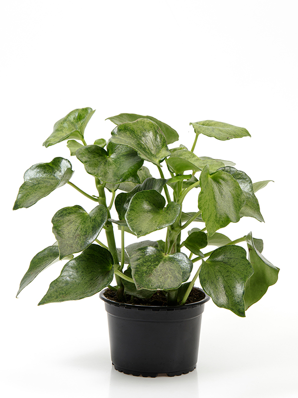 <center>Peperomia polybotrya 'Helene'</center>