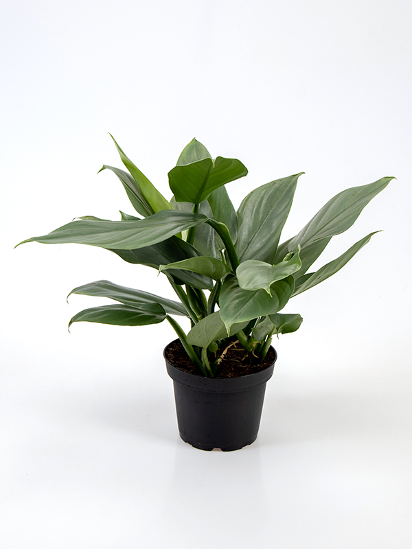 <center>Philodendron Grey</center>