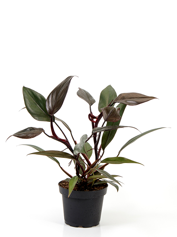 <center>Philodendron New Red</center>