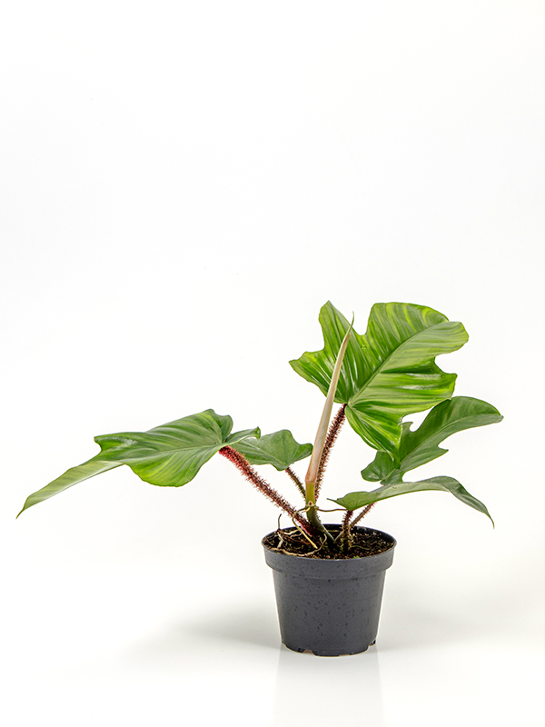 <center>Philodendron squamiferum</center>