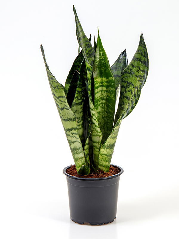 <center>Sansevieria trifasciata Zeylanica compacta  </center>