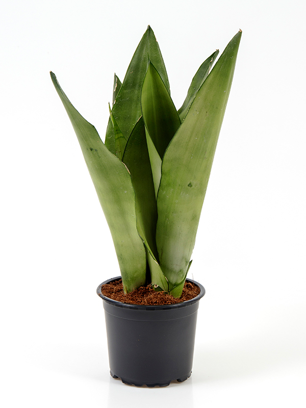 <center>Sansevieria trifasciata Moonshine</center>