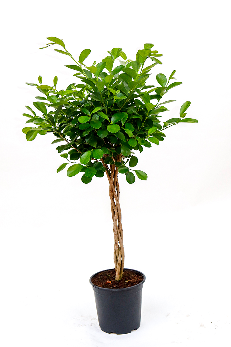 <center>Ficus</center>