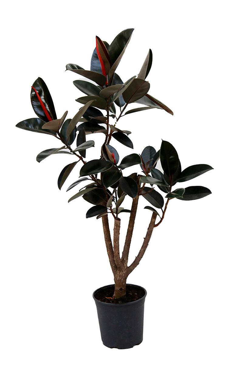 <center>Ficus Robusta</center>