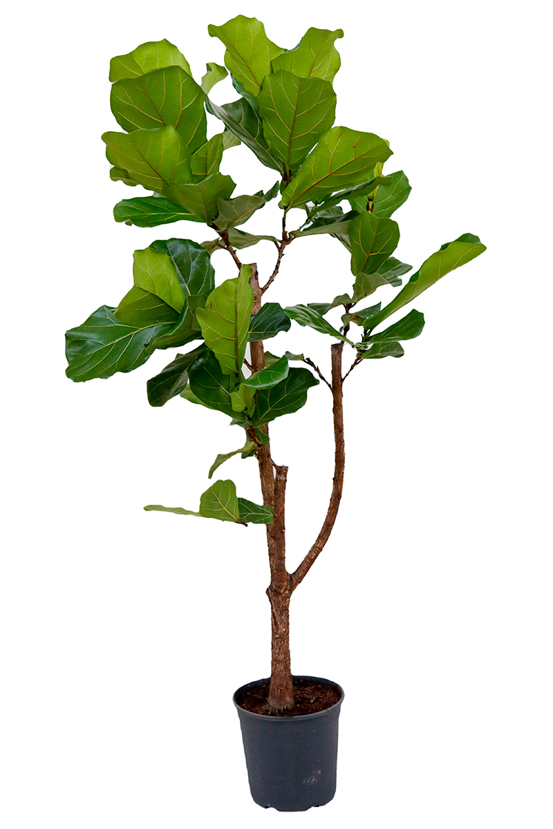 <center>Ficus Lyratha</center>