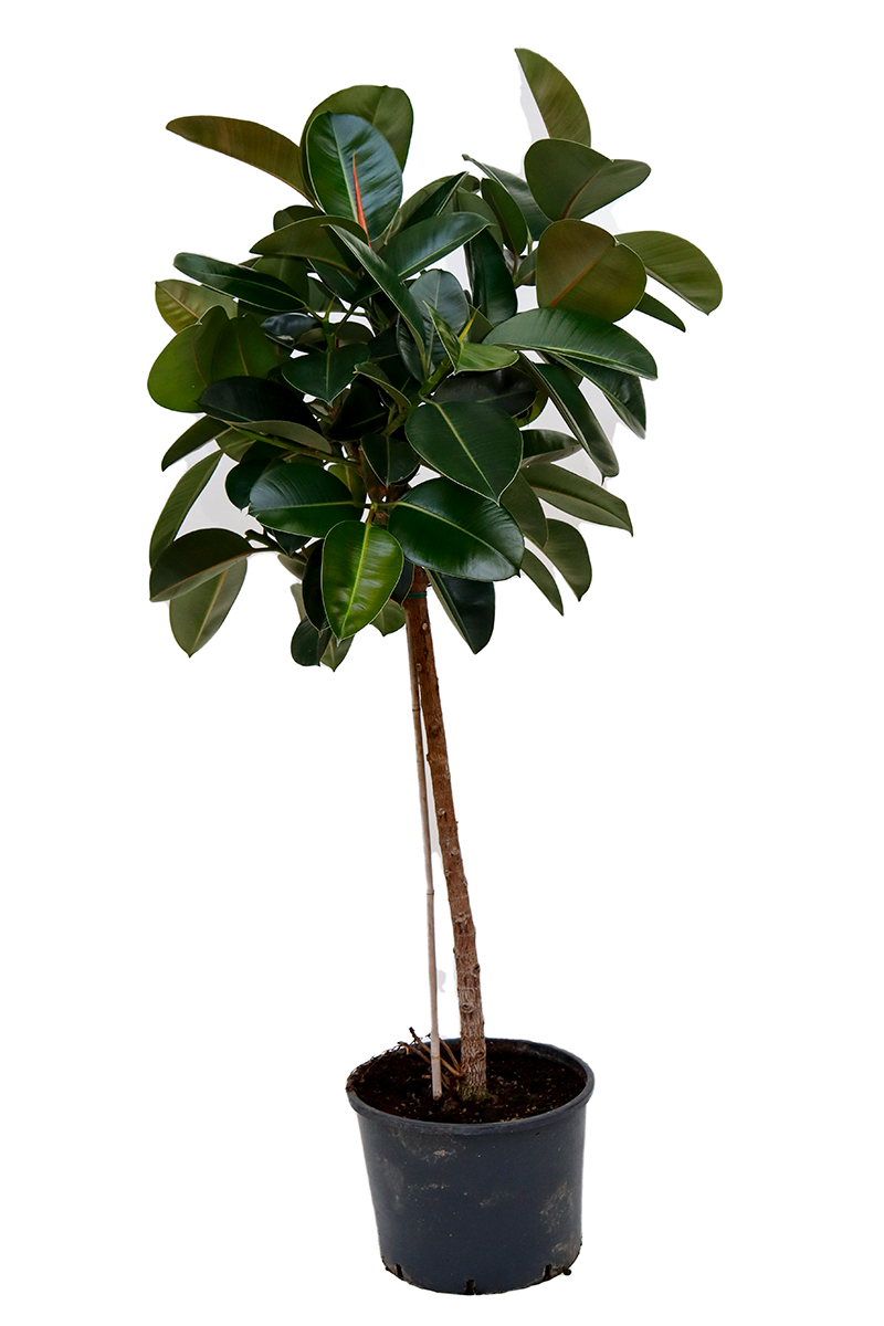 <center>Ficus Robusta</center>