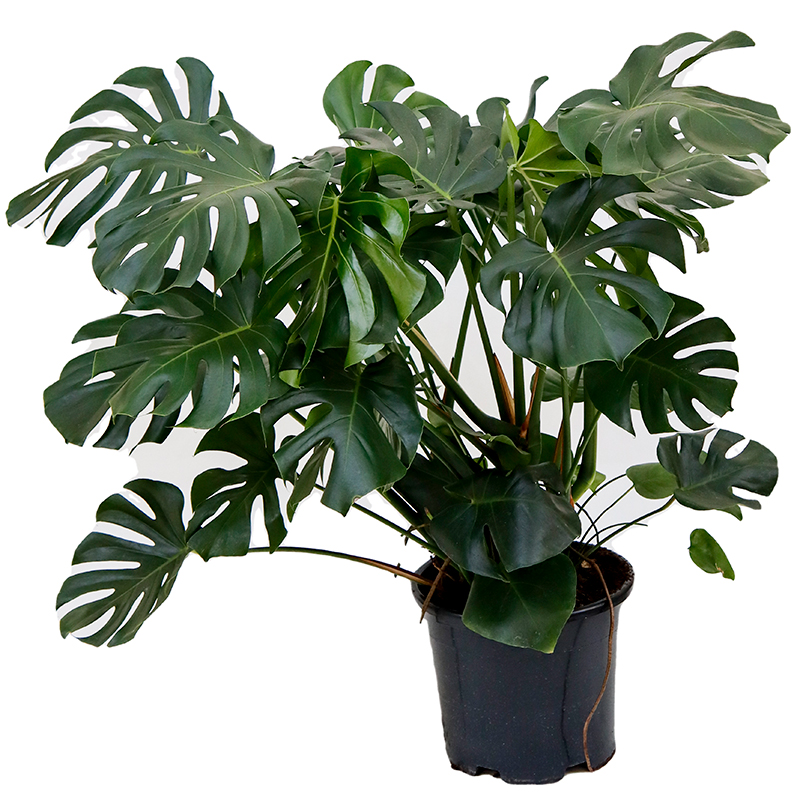 <center>Monstera</center>