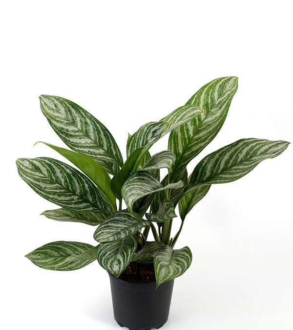 Aglaonema-Stripes