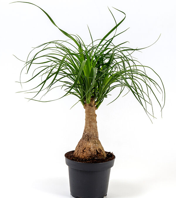 Beaucarnea