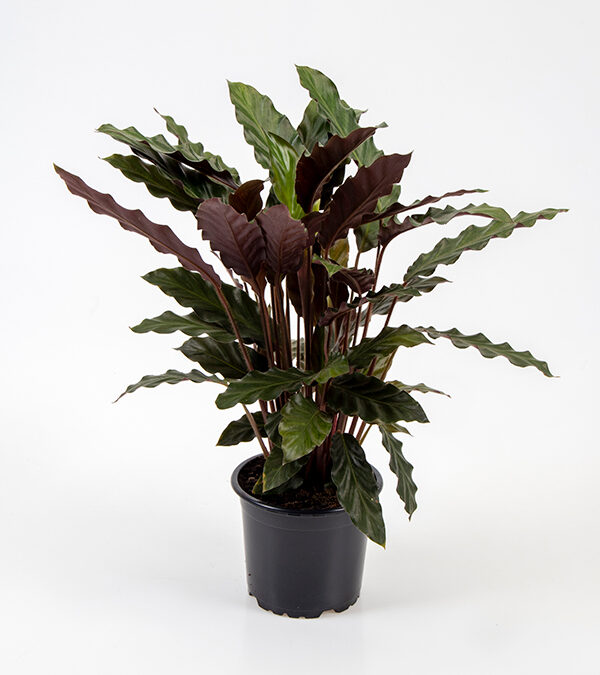 Calathea-Rufibarba