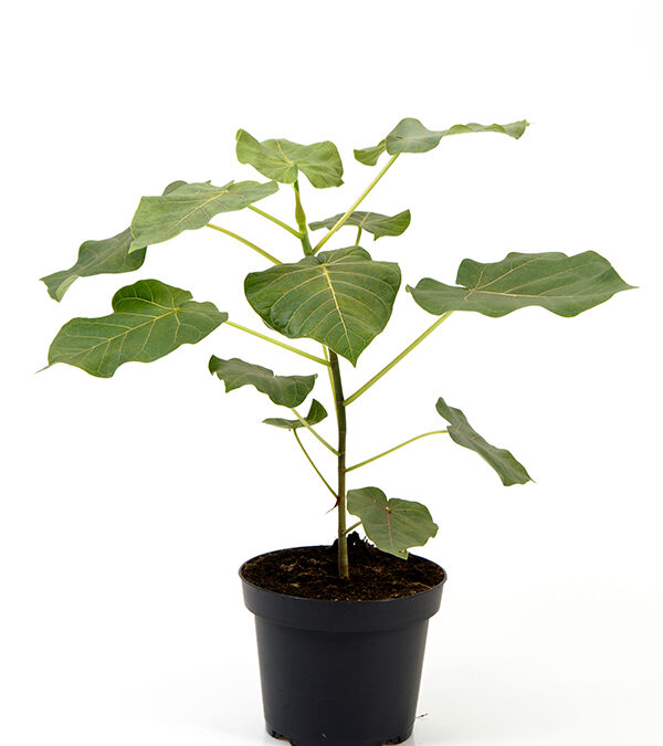 Ficus-Petiolaris