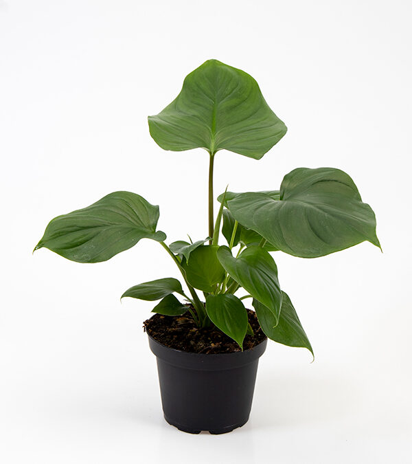 Homalomena