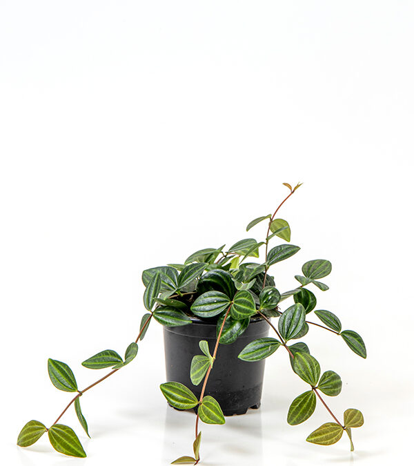 Peperomia-angulata-‘Suro’