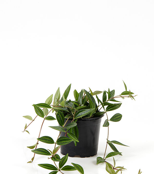 Peperomia-angulata-‘Verde’