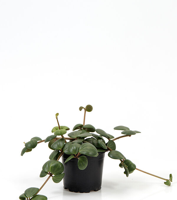 Peperomia-pecunifolia-‘Hope’