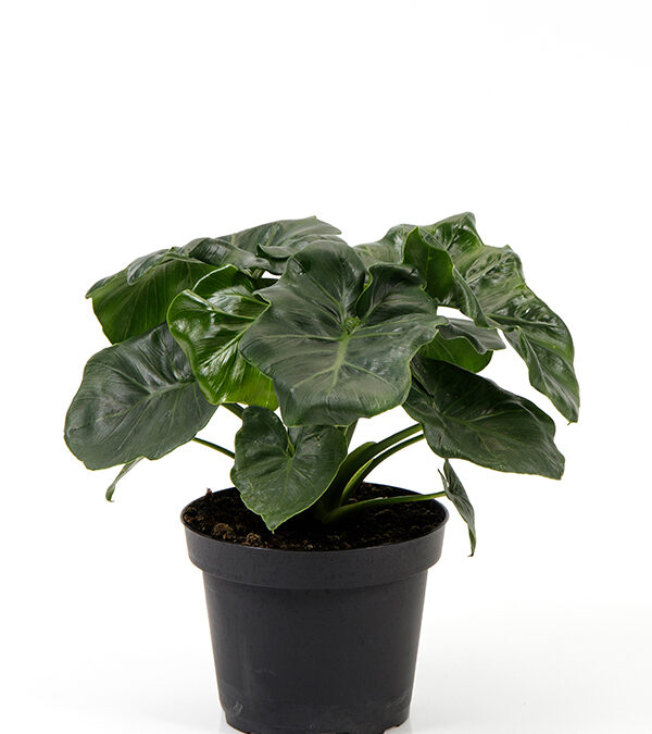 Philodendron-‘Atom’