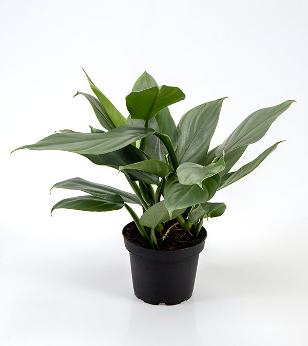 Philodendron-‘Grey’-
