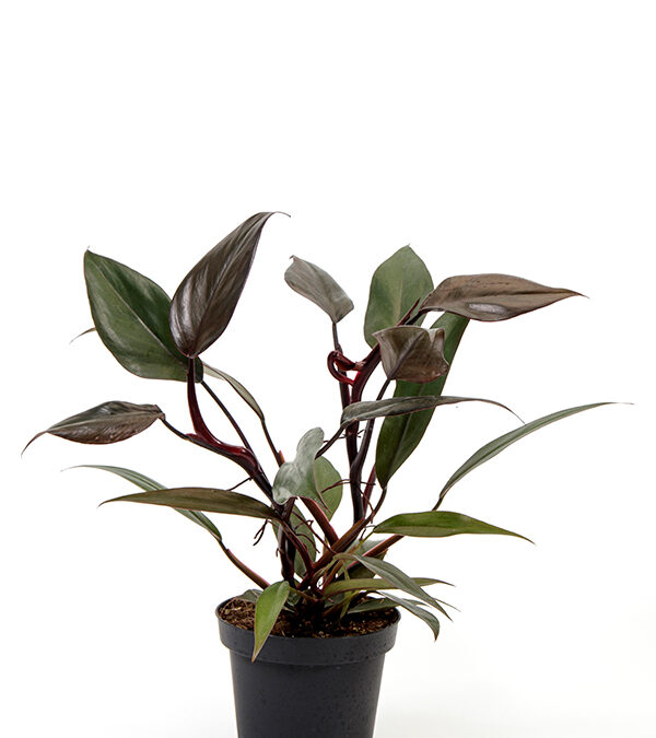 Philodendron-‘New-Red’