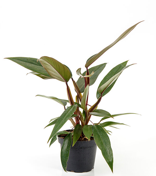Philodendron-Ruby