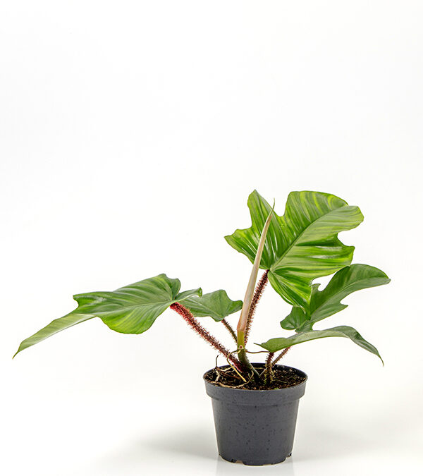 Philodendron-squamiferum