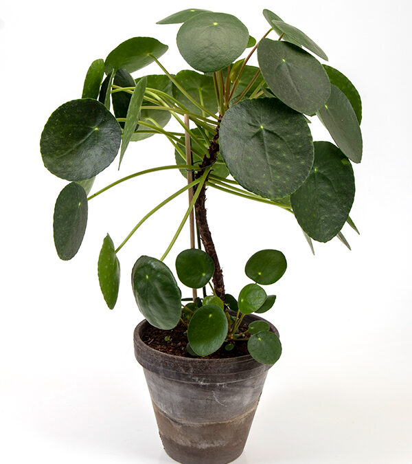 Pilea-peperomioides-(2)