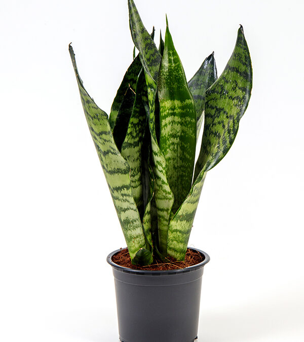 Sansevieria-Zeylanica-compactar