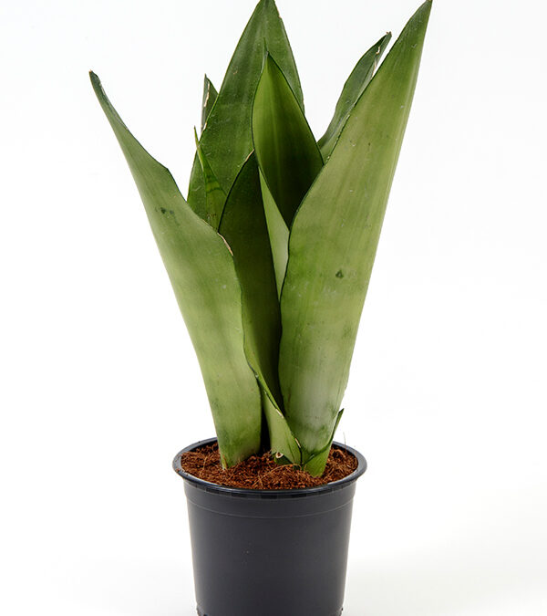 Sansevieria-moonshine